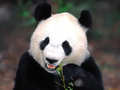 Красивая панда в природе стоковое фото. изображение насчитывающей  предохранение - 189637490