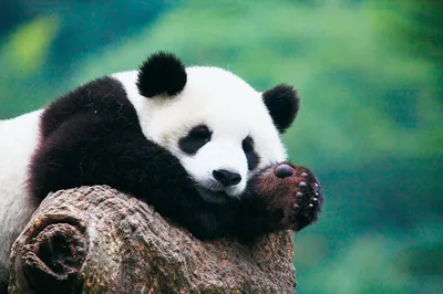 IKEA Крамиг - «Эти милые панды! Наш личный антистресс. Интересные факты о  панде! » | отзывы