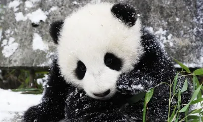 толстая панда ай PNG , милые панды, панды Psd, панда PNG картинки и пнг PSD  рисунок для бесплатной загрузки