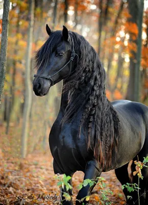 Топ 10 Самые дорогие и лучшие лошади мира. Породы лошадей — Видео |  ВКонтакте