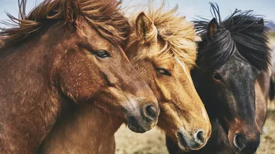 Животные - Три самые красивые породы лошадей Сегодня я бы хотела  представить вам 3 самые красивые, по моему мнению, породы лошадей. Сразу  оговорюсь, что описанные ниже лошади оцениваются только по внешним данным