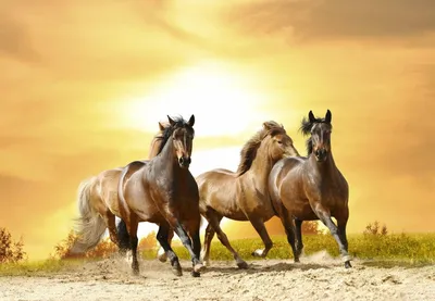 Самые красивые породы лошадей 2024 | ВКонтакте