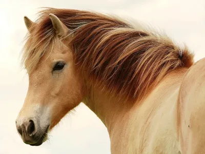 Самые красивые лошади Ахалтекинская порода