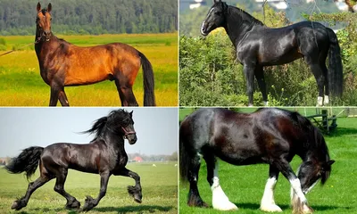 Самые красивые лошади: наиболее прекрасные породы коней в мире