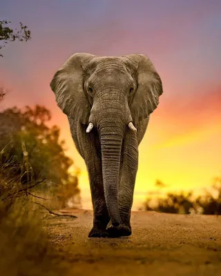 Красивые фото слонов 
