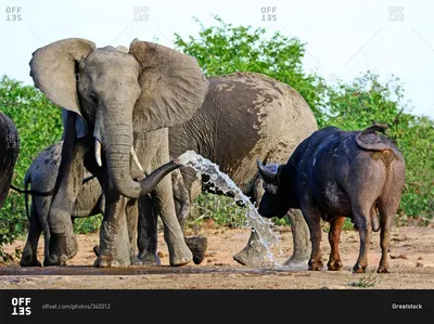 Слоны в пустыне (50 фото) - 50 фото
