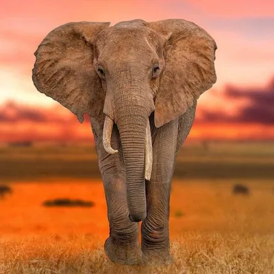 3 шт./компл. милые фигурки слонов слон держит слоненка изделия из смолы  домашний интерьер подарок – лучшие товары в онлайн-магазине Джум Гик
