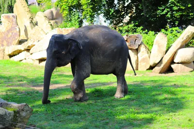 Красивые фотографии африканских слонов в Африке Стоковое Фото - изображение  насчитывающей изображения, слоны: 169428026