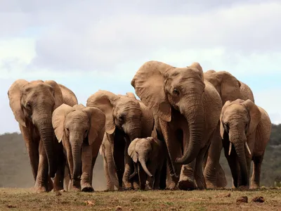Слон животное - 66 фото