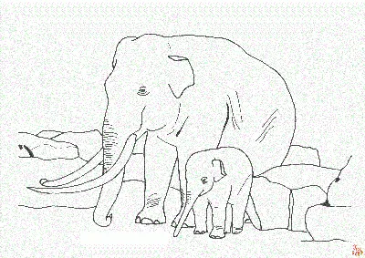 три слона ходят хоботами по траве, красивые фотографии слонов, слон,  картинка слона фон картинки и Фото для бесплатной загрузки