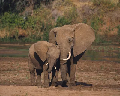 Слонов — стоковые фотографии и другие картинки Африканский слон -  Африканский слон, Горизонтальный, Дикие животные - iStock