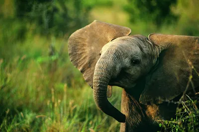 Красивые фото слонов фотографии