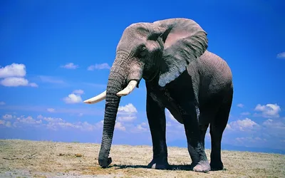 Картинки слона - 72 фото