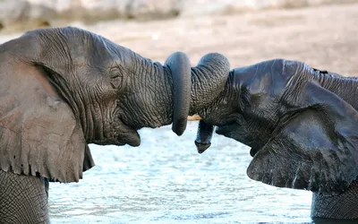 Любовь слонов - 75 фото