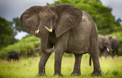 Интересные факты о слонах. Сколько существует видов слонов? | Животный мир  | Дзен