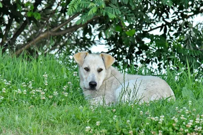 Бесплатное изображение: красивые, собака, трава, Прокладка, щенок, домашнее  животное, собак, мило, природа, животное
