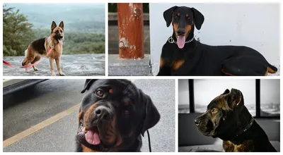 Картинки собаки, природа - обои 1366x768, картинка №259375