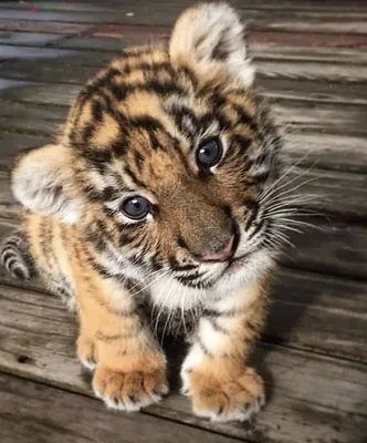 Красивые фото тигрят 