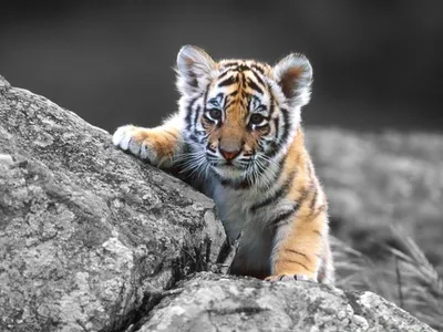 Тигрята фотографии - красивая подборка 20 картинок