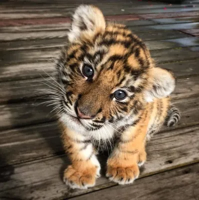 Тигрята - красивые картинки (90 фото)