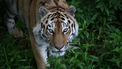 Крупным Планом Вид Портрета Сибирского Тигра — стоковые фотографии и другие  картинки Тигр - Тигр, Голова животного, Фотографирование - iStock
