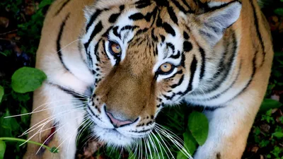 Тигрята красивые пушистые милашки - картинки и фото koshka.top