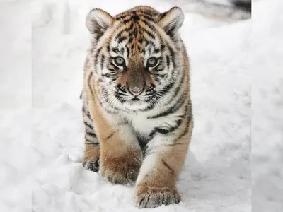 Красивый белый портрет тигра Стоковое Изображение - изображение  насчитывающей сторона, компоситов: 150892393