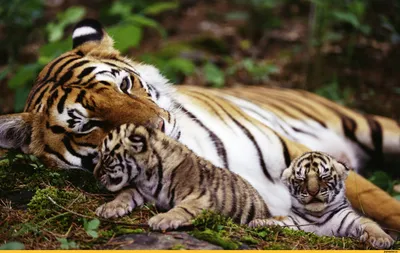 Породы тигров ⭐ Где обитает на карте ⭐ Размножение ⭐ Интересные факты про  тигра ⭐ Особенности жизни животн… | Wild animals pictures, Tiger pictures,  Tiger wallpaper