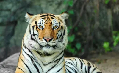 Красивая фотография тигра с выбором размера и формата для сохранения на  устройстве | Добрый тигр Фото №517032 скачать