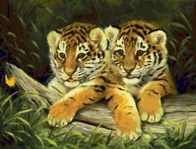 Детеныш белого тигра. | Самые красивые животные в мире. | Дзен