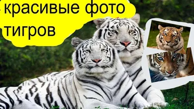 День тигра: интересные факты и забавные фото малышей | Обозреватель |  OBOZ.UA