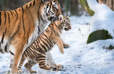 Красивая картина на фоне тигра Стоковая иллюстрация ©JozefKlopacka #68766505