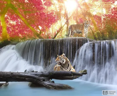 Фотообои \"Красивые тигры на фоне водопада\" - Арт. 180284 | Купить в  интернет-магазине Уютная стена
