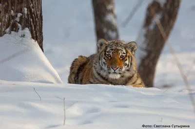 Красивые фотографии тигров. Фото Светланы Сутыриной