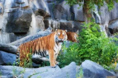 Красивый Тигр — стоковые фотографии и другие картинки Тигр - Тигр, Животные  в дикой природе, Дикие животные - iStock