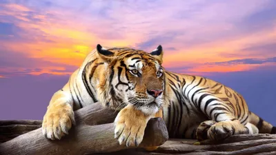 Красивые фотографии семейства тигров | Семейство тигров Фото №521433 скачать