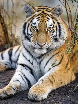 Топ 15 красивых фото тигров - YouTube