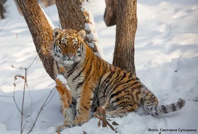 Опасный, но очень красивый хищник: сегодня отмечают Международный день тигра  | Общественно-политическая газета Долгоруковского района