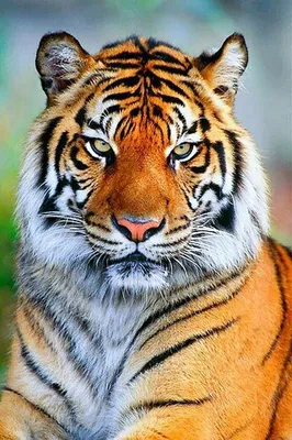 Красивая фотография тигра с выбором размера и формата для скачивания |  Добрый тигр Фото №517026 скачать