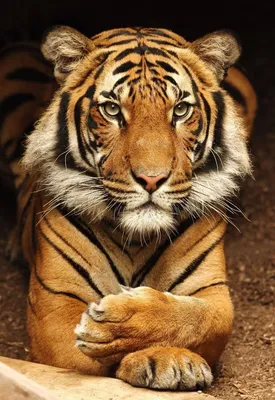 Бенгальский тигр самый красивый кот на свете | Мир Животных | Дзен