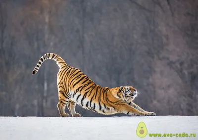 Тигры Сибирскийамурский Тигр — стоковые фотографии и другие картинки Тигр -  Тигр, Детёныш, Уссурийский тигр - iStock