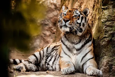 Очень красивый тигр - 57 фото