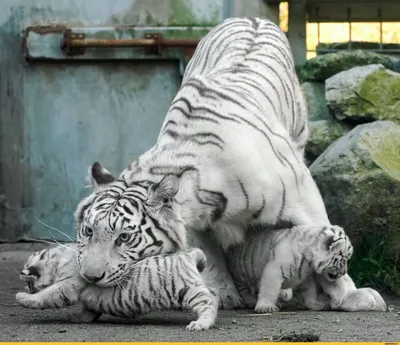 Красивый большой тигр в зоопарке стоковое фото ©evgeniyauvarova 6888570