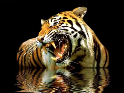 Самые красивые тигры - 63 фото
