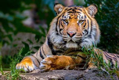 Лучшие сериалы и фильмы про тигров: Что смотреть про главный символ  наступившего года