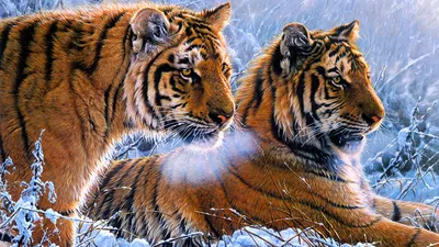 Обои Животные Тигры, обои для рабочего стола, фотографии животные, тигры,  пара, чувства, хищники Обои для рабочего стола, скачать обои картинки  заставки на рабочий стол.
