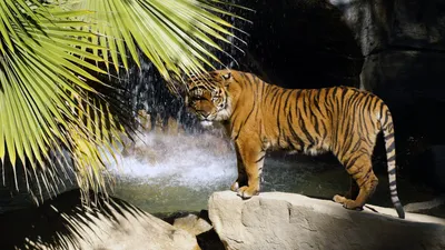 Фото Красивый тигр лежит в траве