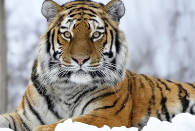 Картина на полотне Красивый тигр № s17307 в ART-holst.com.ua