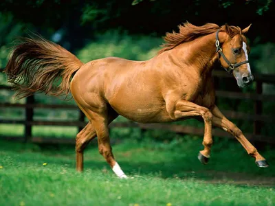 Красивые лошади видео красата милата» — создано в Шедевруме