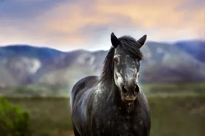 Про100 красивые ЛОШАДИ — Фото | OK.RU | Красивые лошади, Лошади  клейдесдаль, Породистые лошади